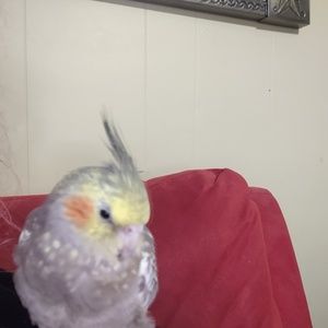 Meet your Posher, Renee